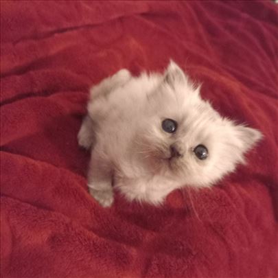 Na prodaju dva muška ragdoll mačeta