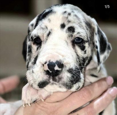 Nemačka doga, štene