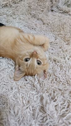 Polu persiski macici