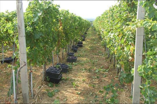 prodajem višak groždja jeftino prilika