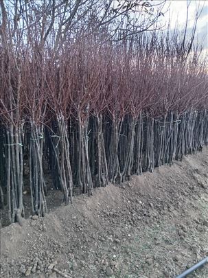 Sadnice šljive, kajsije