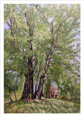 Topole kod starog mosta