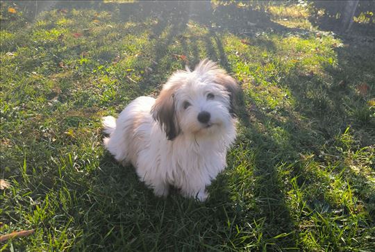 Tulearski pas, štene