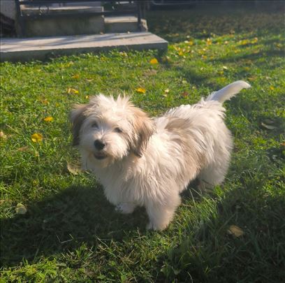 Tulearski pas – Coton de Tulear
