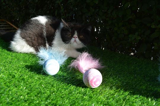 Vrhunsko mace šampionskog porekla