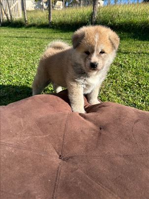 Akita inu, štenci moguc transport