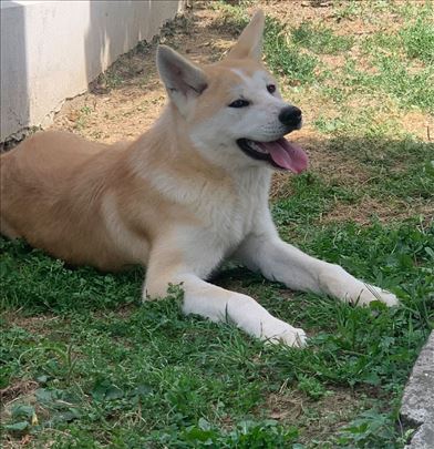 Akita inu, štenci