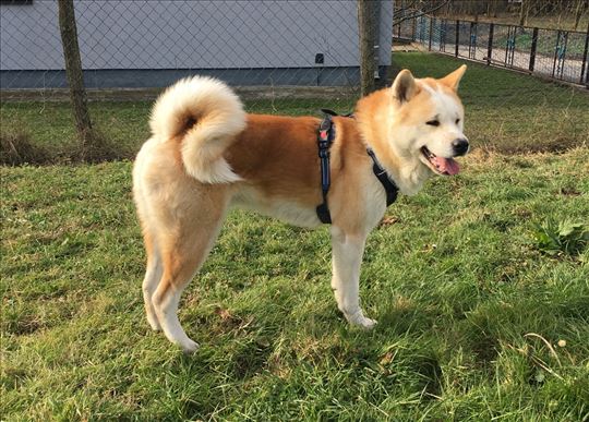Akita inu, štenci