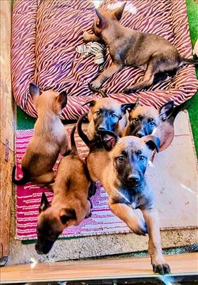 Belgijski ovčar, štene - sa pedigreom