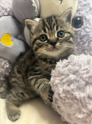 Britanska kratkodlaka, mače