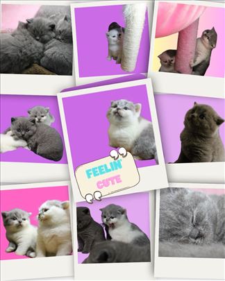 Britanska kratkodlaka,mačići rezervacija