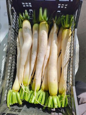 Daikon rotkva