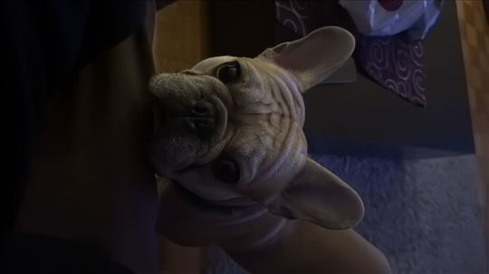 Francuski buldog, mlad pas