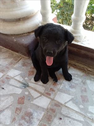 Labrador retriver, štene
