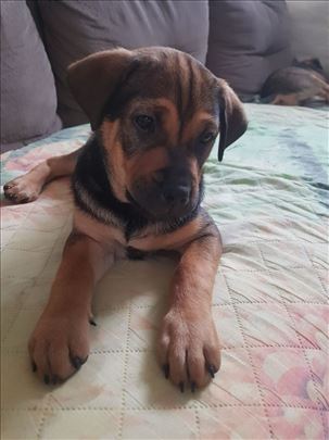 Poklanjamo preslatko štene 