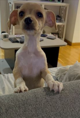 Mešanac čivave, štene