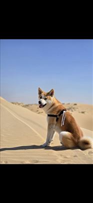 Poklanja se japanska akita