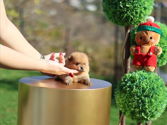 Pomeranac - leglo “Rainbow of Love”