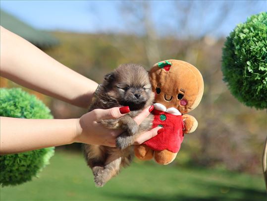 Pomeranac - leglo “Rainbow of Love”