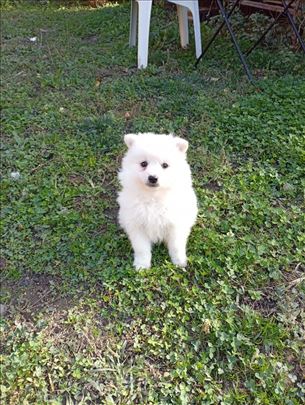 Pomeranski špic, štene