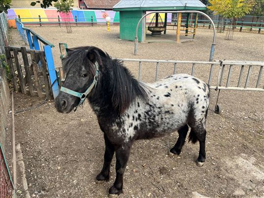 Poni konj na prodaju