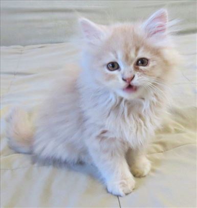 Predivni Persijski mačići