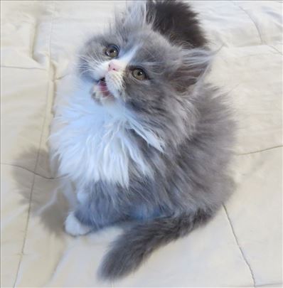 Predivni Persijski mačići