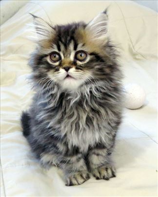 Predivni Persijski mačići