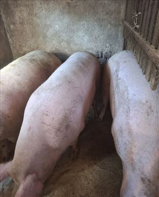 Prodaja tovnih svinja