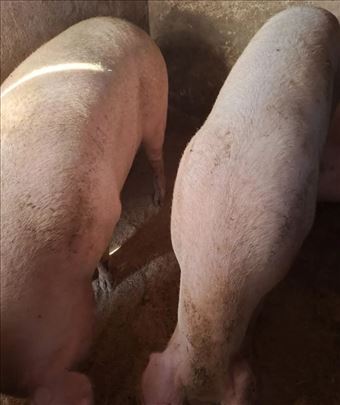 Prodaja tovnih svinja 