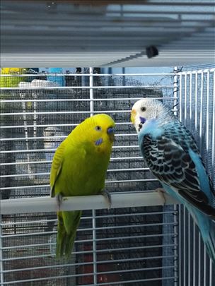 Tri tigrice i standard