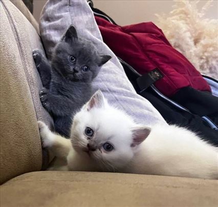 Britanska kratkodlaka, mače