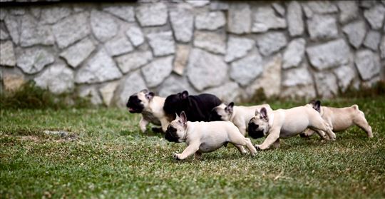 Francuski buldog, štenci vrhunskw genetike dostupn