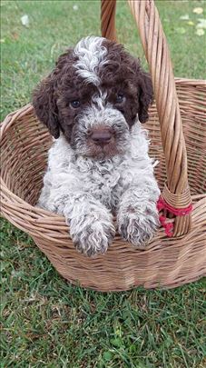 Lagoto romanjolo, štene