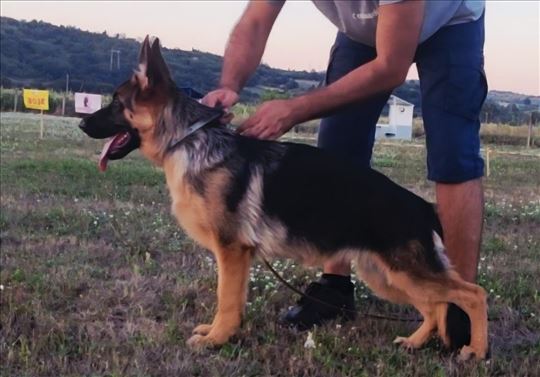 Nemački ovčar, mlad pas