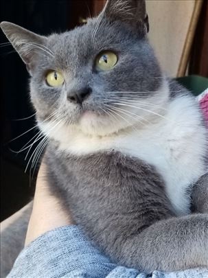 Poklanja se divan,mladi,pitom,miš sivo beli mačak