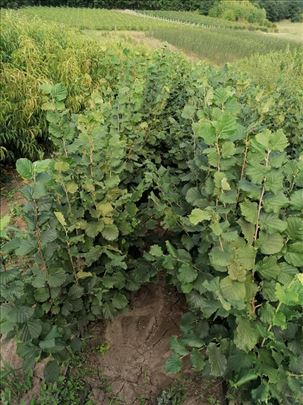 SADNICE ZA 2025-2026 GODINU