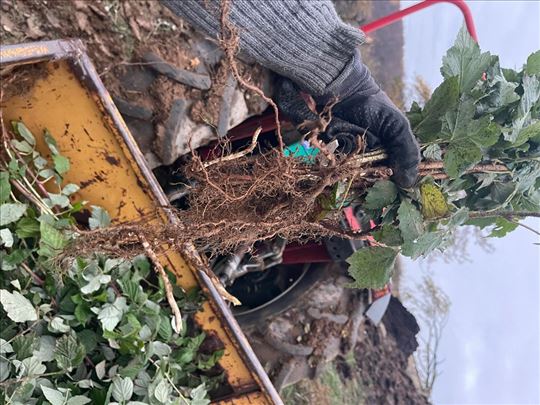 Sadnice/rasad maline vilamet