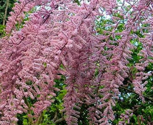 Tamarix ( Tamariks, Tamaricaceae, medonosno) sadni