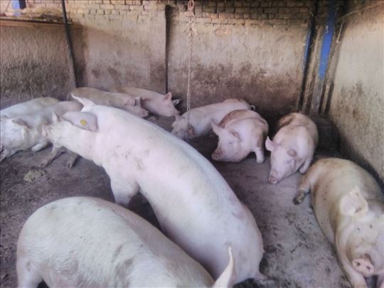 Tovljenici I krmače na prodaju