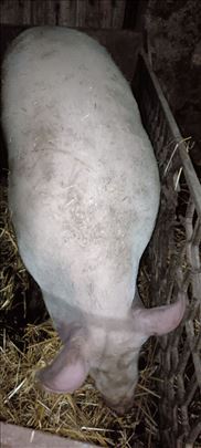 Tovljenik  oko 200kg