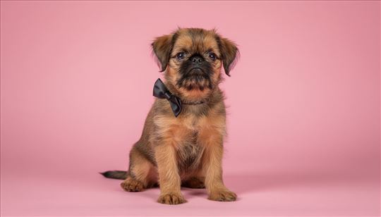 Briselski grifon , štene