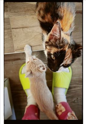 Dva mačeta za udomljavanje