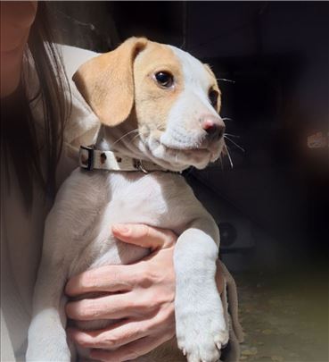 Ema treba dom, ima dva ipo meseca