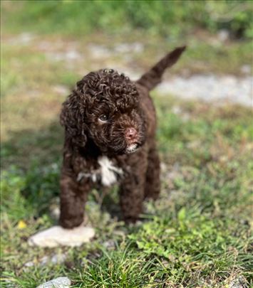 Lagotto romagnolo, leglo vrhunskog kvaliteta