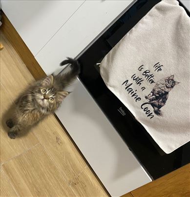 Maine Coon/Mejn kun mače