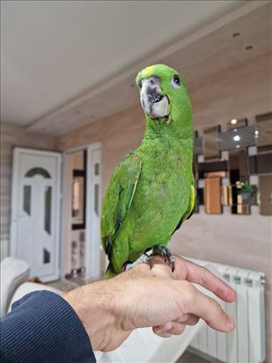 Na prodaju amazonac zutovrati (yellow naped)