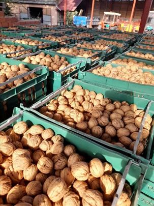 Orah, Orasi u ljusci, 2025, sorte Chendler!