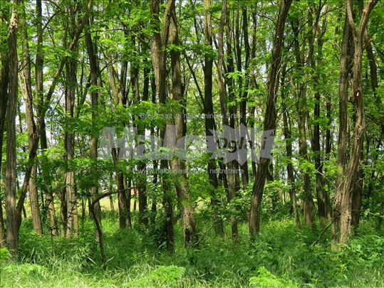 Plac za kuću ili vikendicu