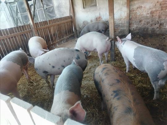 Tovljenici od 100 do 160 suprasne krmace i nerast